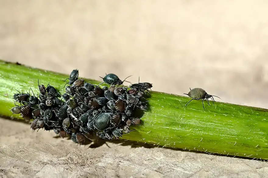 10 tips: hoe u kleine bugs uit uw polytunnel houdt
