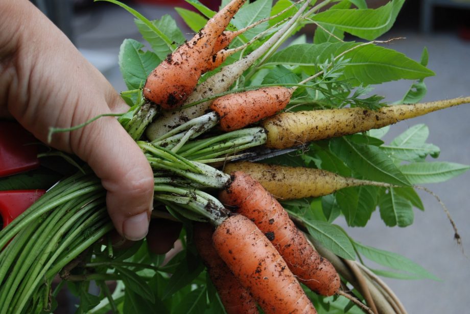 18 beste groenten om in Itally te groeien