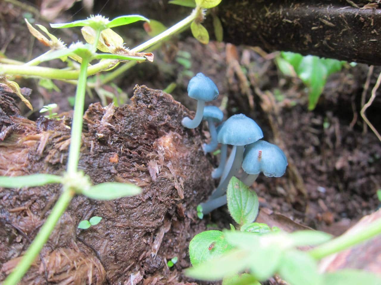 4 manieren om vochtigheid te creëren in een kleine polytunnel voor champignons