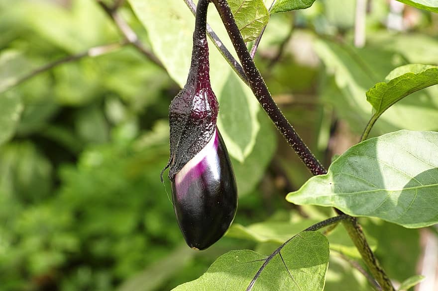 Goede metgezelplanten voor aubergines: tips om te weten