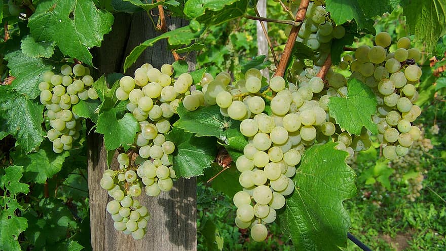 Hoe druiven te kweken in een kleine polytunnel