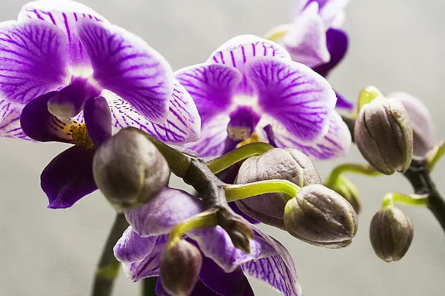 Hoe lang moet u Ice Orchids als laatste toevoegen