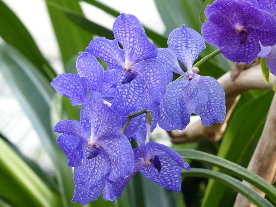 Hoe orchideeën blauw te verven. 2 gemakkelijke manieren