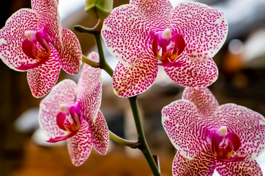 Hoe orchideeën succesvol te kruisen