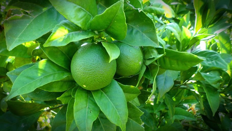 Hoe snel groeit Lemon Lime Nandina