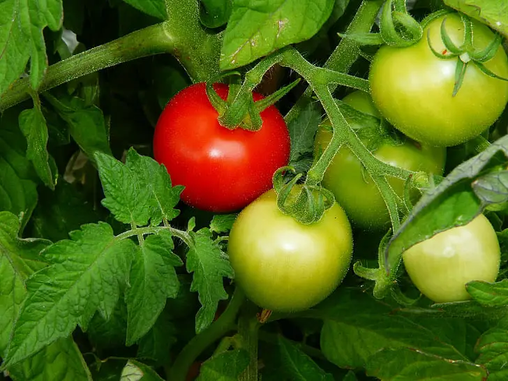 Hoe tomaten binnenshuis te bestuiven