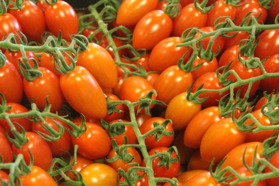 Hoe tomaten te kweken in een minipolytunnel