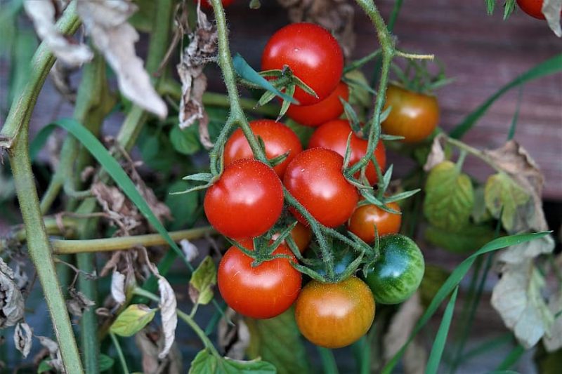 Hoe tomaten te kweken in Italië: de basis