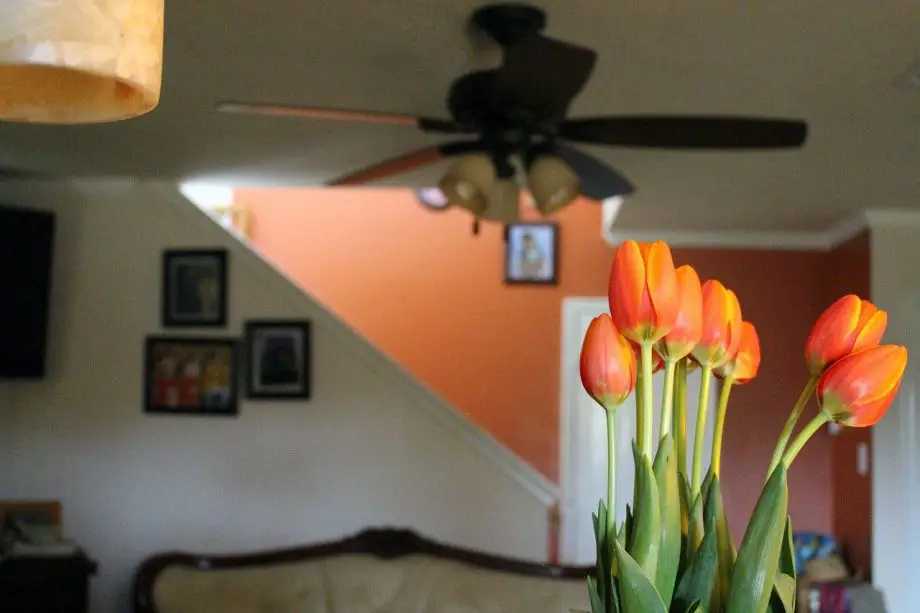 Hoe tulpen binnenshuis te laten bloeien