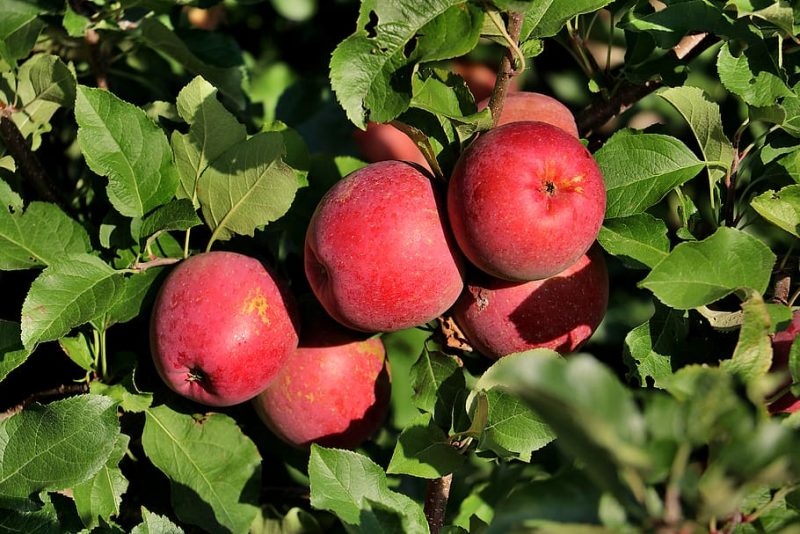 Hoe u een Apple Orchard-bedrijf start