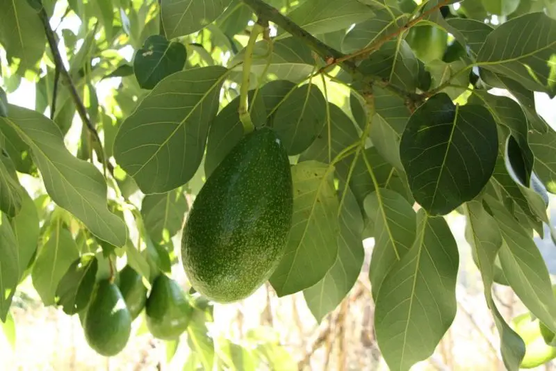 Hoe u een avocadoboerderij start: 4 dingen om te onthouden