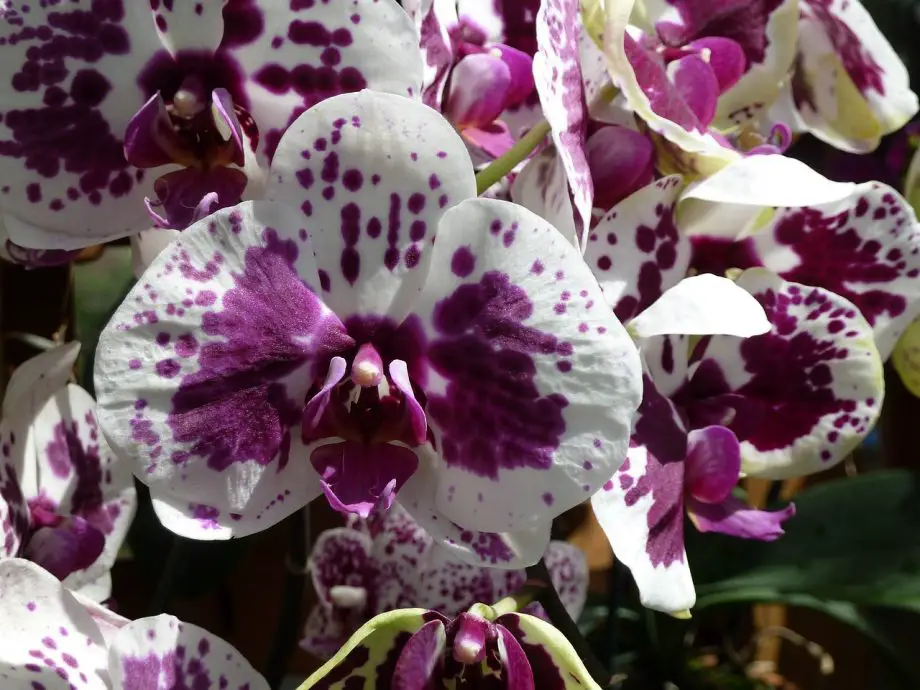 Hoe u een te veel bewaterde orchidee met succes kunt redden