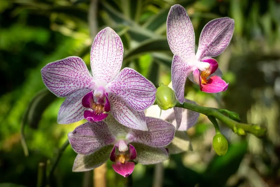 Hoe u met succes de kalkaanslag op orchideeën kunt verwijderen