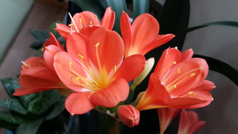 Hoe u tulpen in potten levend houdt: een stapsgewijze handleiding