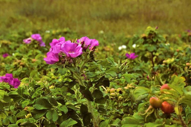 Hoe zich succesvol te ontdoen van wilde rozenstruiken