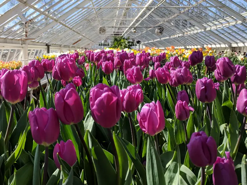 Hoe zorg je voor hydrocultuur tulpen voor succes