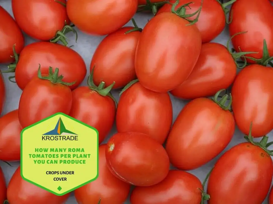 Hoeveel Roma-tomaten per plant kunt u produceren?