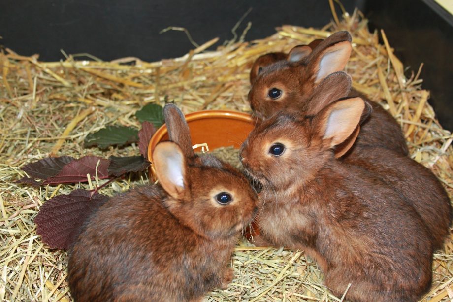 Leeftijdsgrens voor konijnen: tips om te onthouden