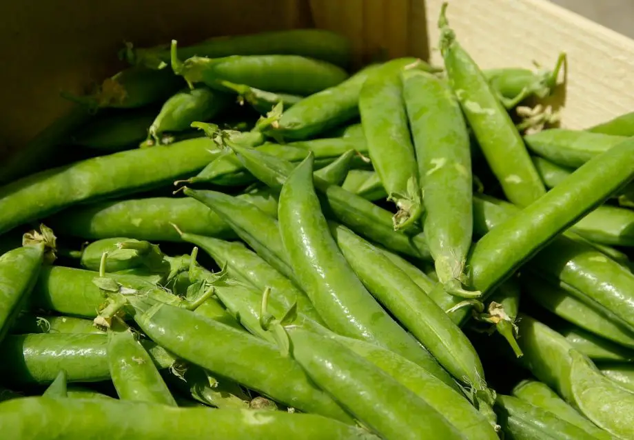 Sugar Snap Peas Companion Plants Krostrade   Sugar Snap Peas Companion Plants 