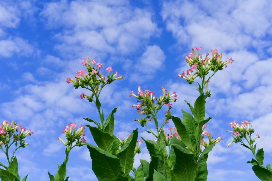 Waarom veranderen de bloemen op tabaksplanten van uiterlijk?