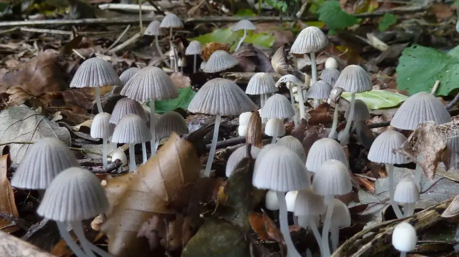 Wat zijn de kleine paddenstoelen die groeien in mijn polytunnel