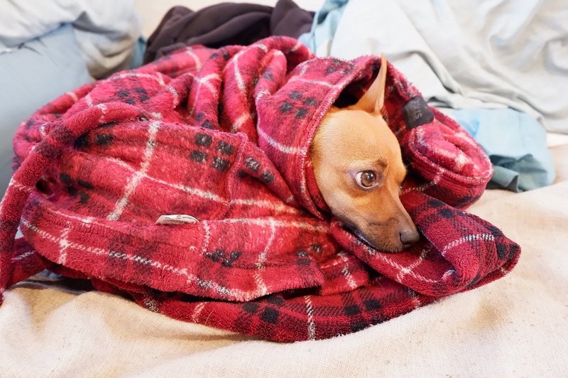 Onderhoud van stoffen 101: hoe krijg je hondengeur uit deken?