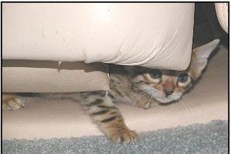 De ultieme gids om te voorkomen dat kittens onder een ligstoel gaan