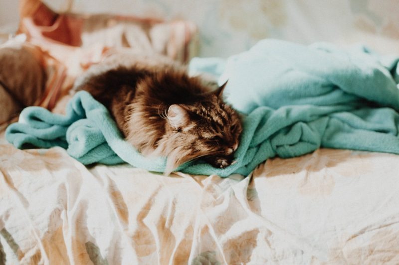Hoe katten uit mijn bed te houden? 4 makkelijke manieren!