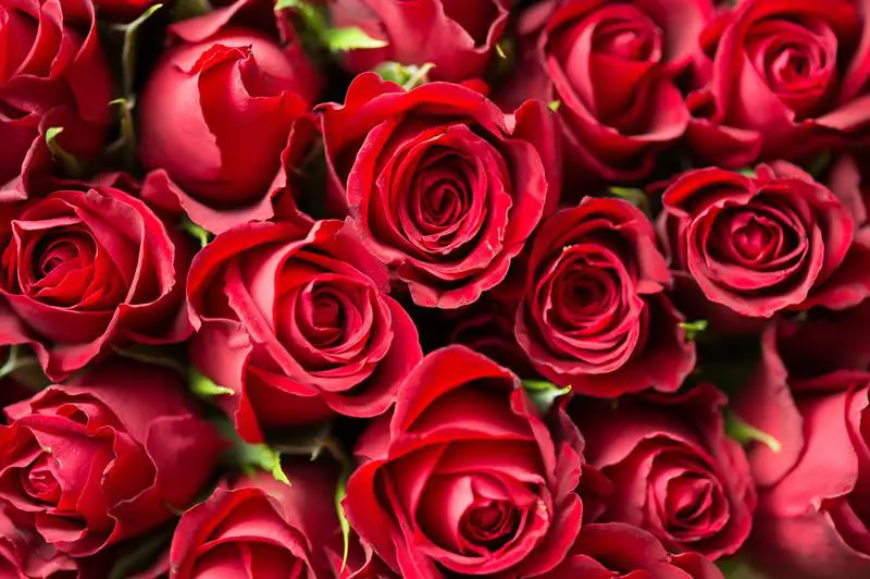 3 effectieve methoden voor het behandelen van echte meeldauw op rozen