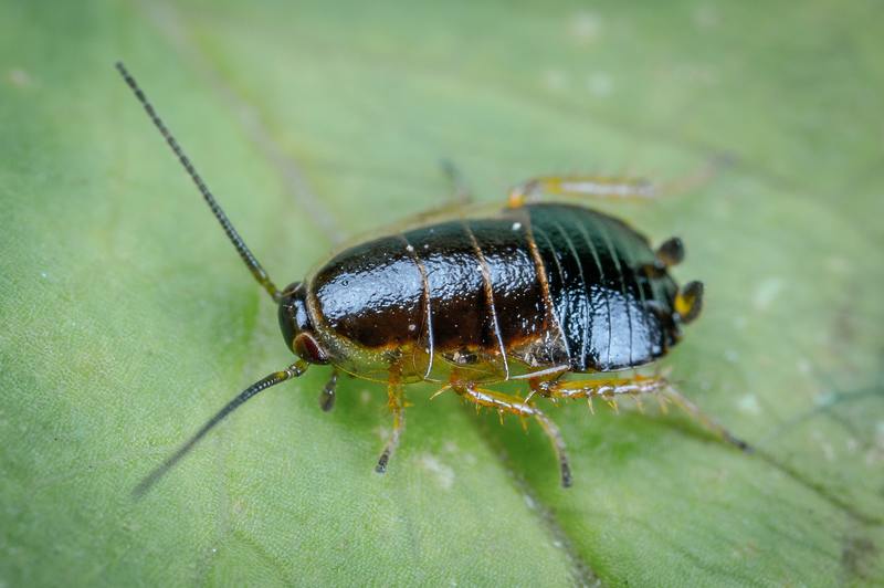 7 tips over wat te doen na ongediertebestrijdingssprays voor kakkerlakken