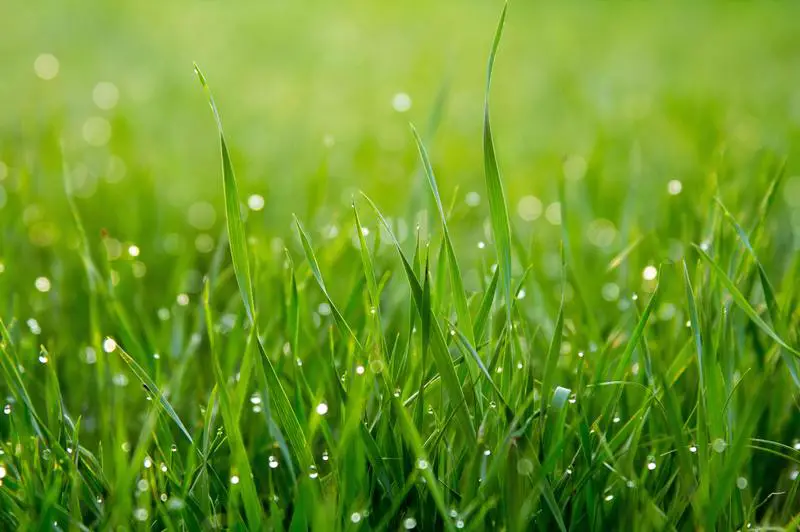 Gazonverzorging 101: hoe u meeldauw op gras gemakkelijk kunt behandelen?