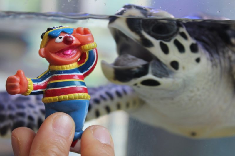 Hoe de schildpad warm te houden zonder verwarming? 7 geweldige tips!