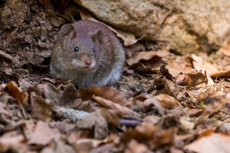 Hoe komt ongediertebestrijding van muizen af? 3 indrukwekkende manieren