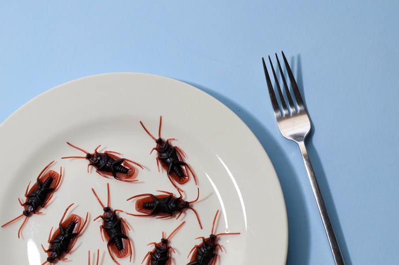 Hoe vaak moet ongediertebestrijding worden gedaan voor kakkerlakken? Beste gids