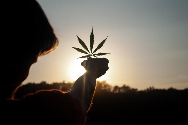 Hoe zich te ontdoen van echte meeldauw op cannabisplanten - Ajarnpa