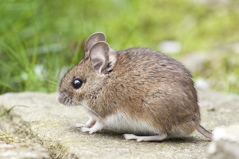 Hoeveel kost ongediertebestrijding voor muizen? Beste gids voor huiseigenaren