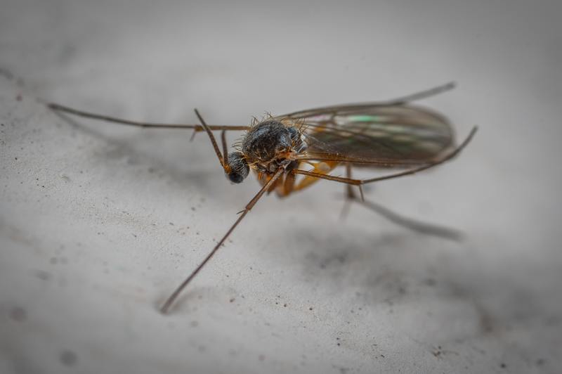 Kan ongediertebestrijding van muggen afkomen? Verbazingwekkend 5-stappen proces