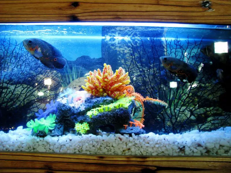 Wat is het beste merk voor aquariumverwarmers? 4 beste opties!
