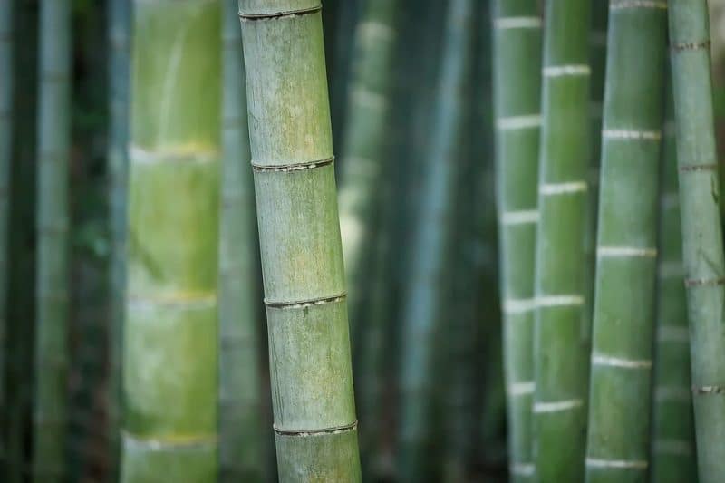 Wat is een bamboematras? Uw beste algemene gids